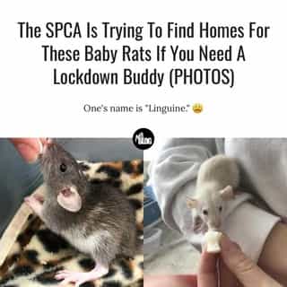 Who knows... maybe one knows how to make some bomb ratatouille. 😆⁠
⁠
*Click the link in @mtlblog bio for the full story! ⁠
⁠
📸: @spcamontreal⁠
