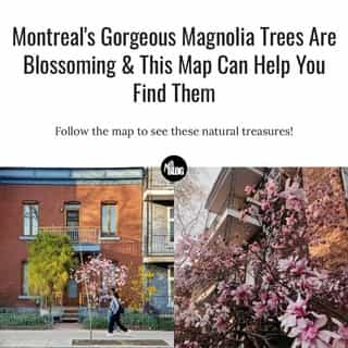 It's that magical time of year when Montreal's Magnolia trees are blooming — and, in case you didn't know, there's a map that can help you find them.⁠
⁠
*Click the link in @mtlblog bio for the full story! ⁠
⁠
📸: @daniel.bromberg & @karinedesrosiers ⁠
