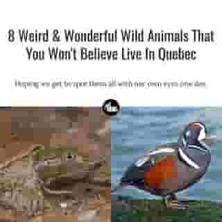 Here at MTL Blog, we love weird and wonderful wild critters and just can't help ourselves to write about them. 🐦🐸⁠
⁠
*Click the link in @mtlblog bio for the full story! ⁠
⁠
📸: Matthijs Kuijpers & Brian Kushner via @dreamstime⁠
