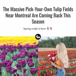 This year will be more along the lines of pick-your-own like years past, as opposed to the drive-by pick-up process last year, the company tells MTL Blog. 🌷😍⁠
⁠
*Click the link in @mtlblog bio for the full story! ⁠
⁠
📸: @tulipes.ca⁠