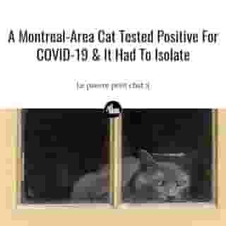 😿⁠
⁠
*Click the link in @mtlblog bio for the full story! ⁠
⁠
📸: David Des Rochers via @dreamstime⁠
